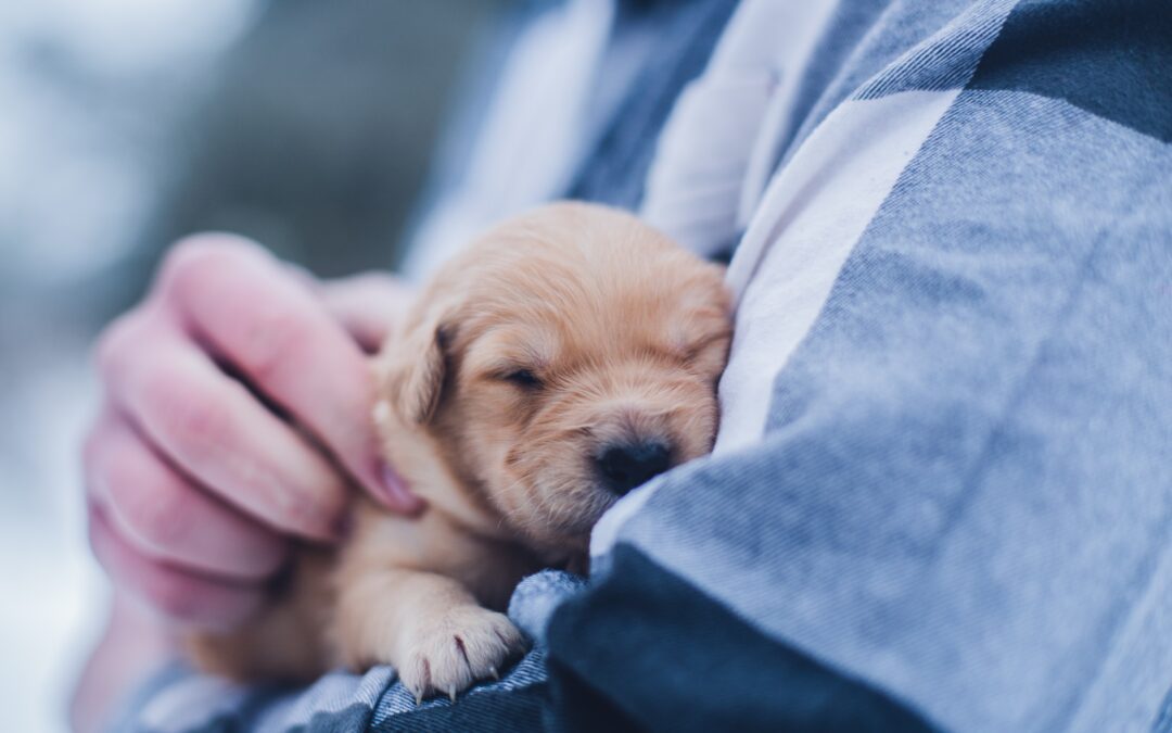 Owner holding yellow puppy