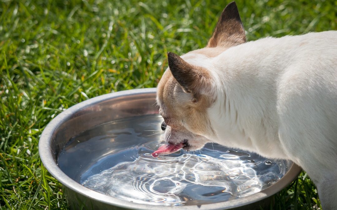 Mastering Pet Hydration: Is Your Companion Quenched?