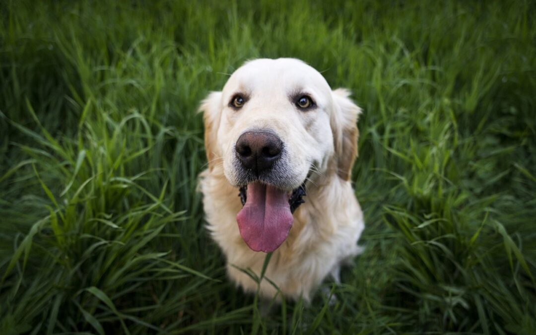 Navigating Life After a Lyme Disease Diagnosis for Your Canine Companion