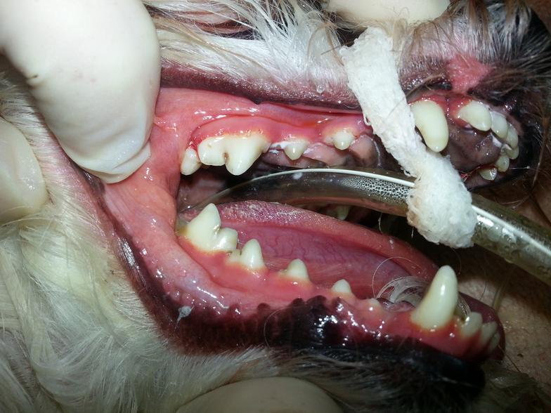 Image showing dog's clean teeth after surgery