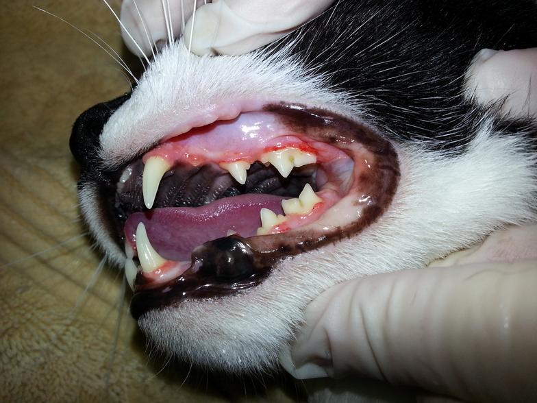 Dog's clean teeth after surgery