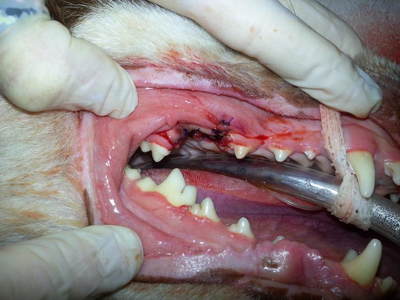 Dog's mouth with clean teeth after surgery