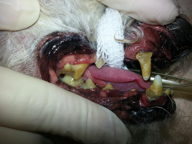 Dog with damaged teeth before surgery<br />
