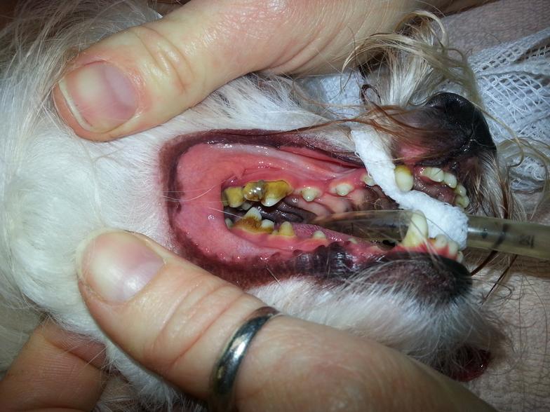 Image showing dog's mouth with damaged teeth