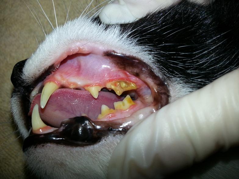 Dog with yellow damaged teeth before surgery