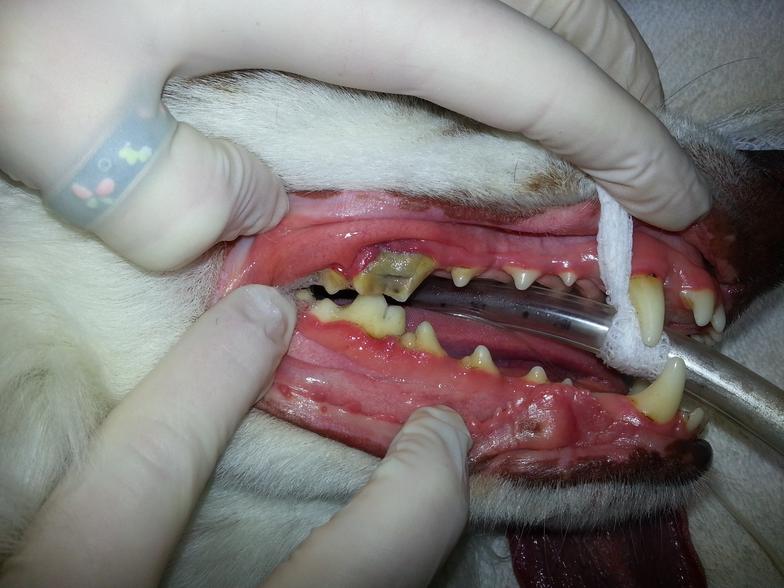 A dog's mouth with damaged teeth before surgery