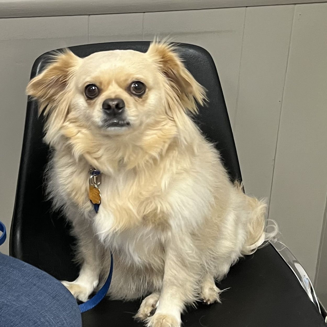 A white dog sitting on a chair