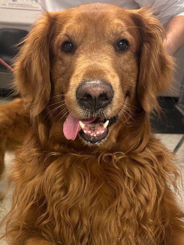 A happy dog with its tongue out