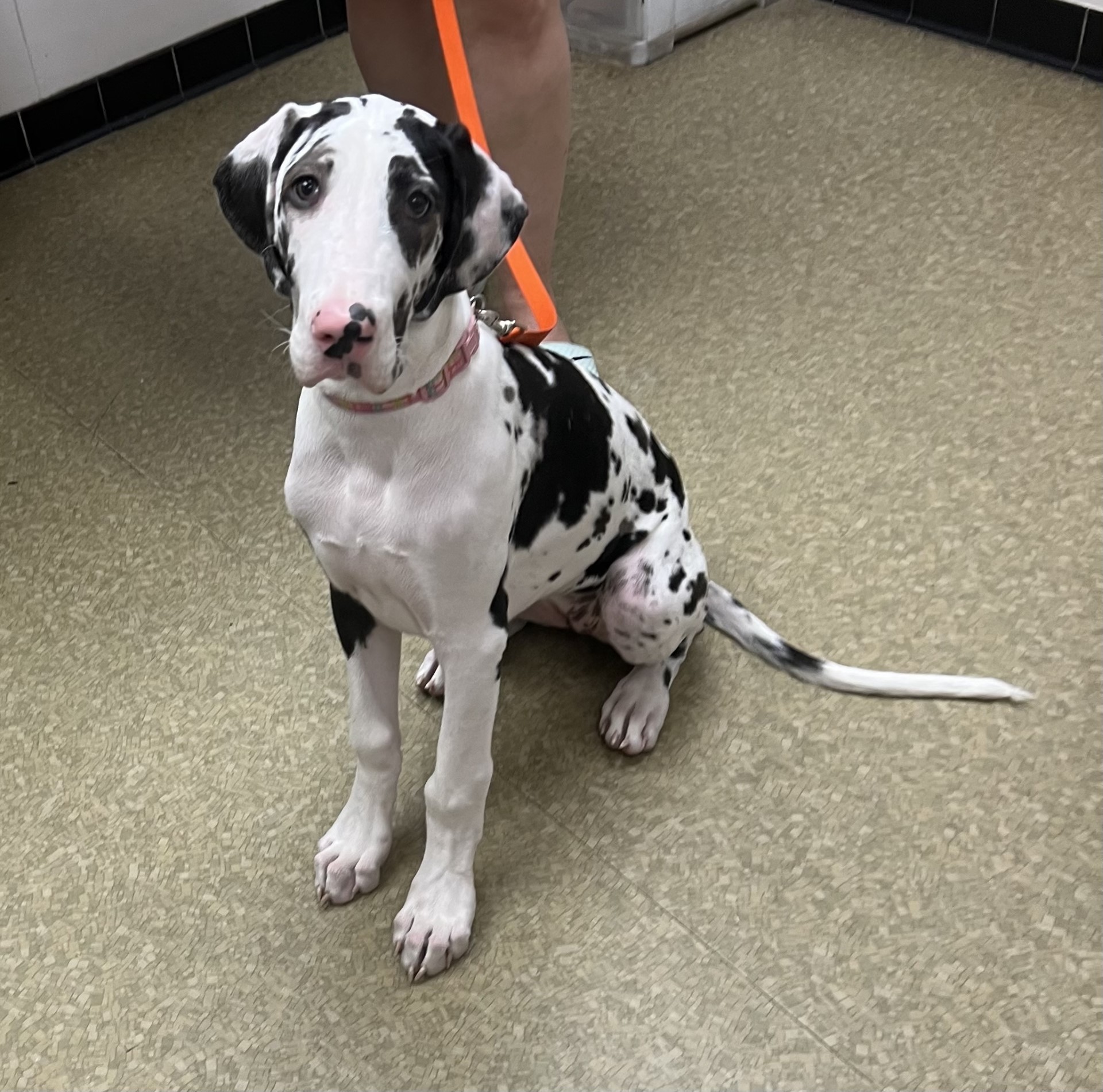 A vet staff pets a dog during a weight check