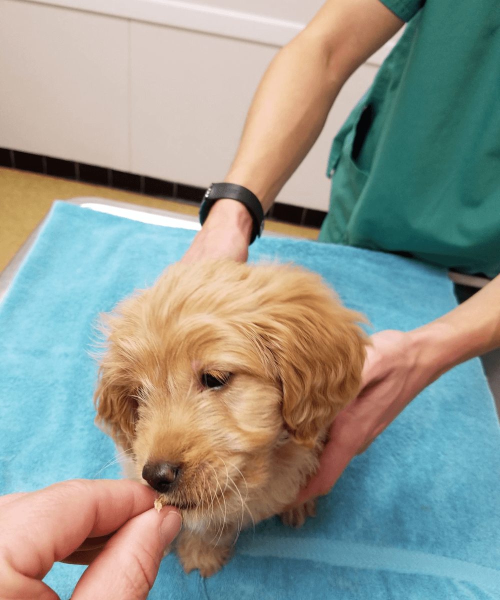 A person giving treat to a dog held by a vet staff