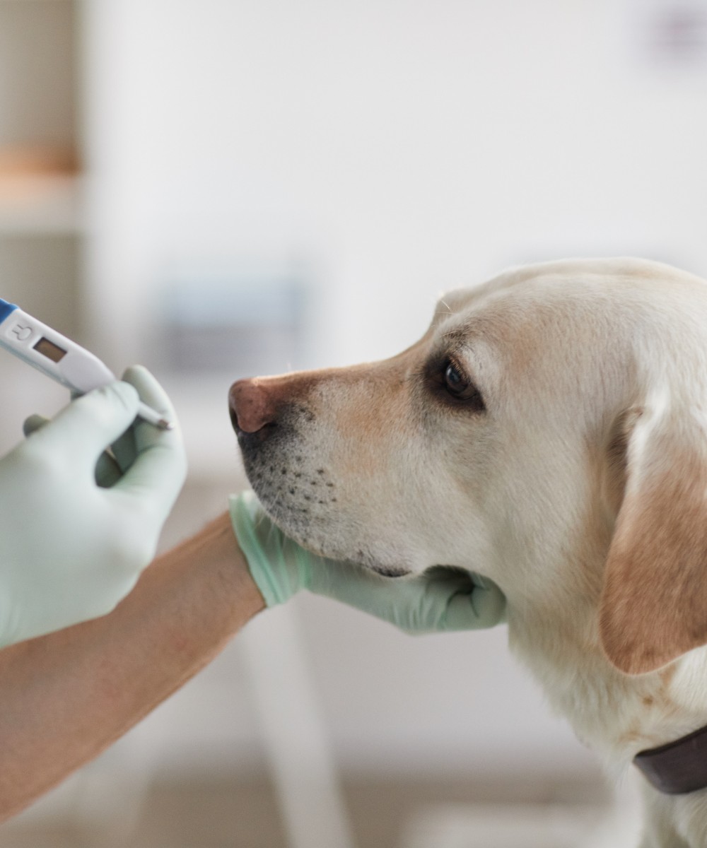 Comprehensive-Veterinary-Examinations-service