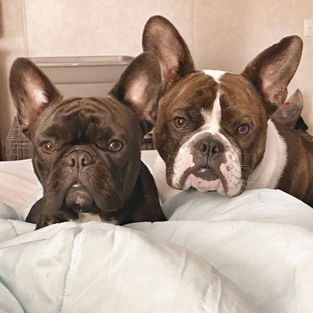 Two French bulldogs lying on a bed