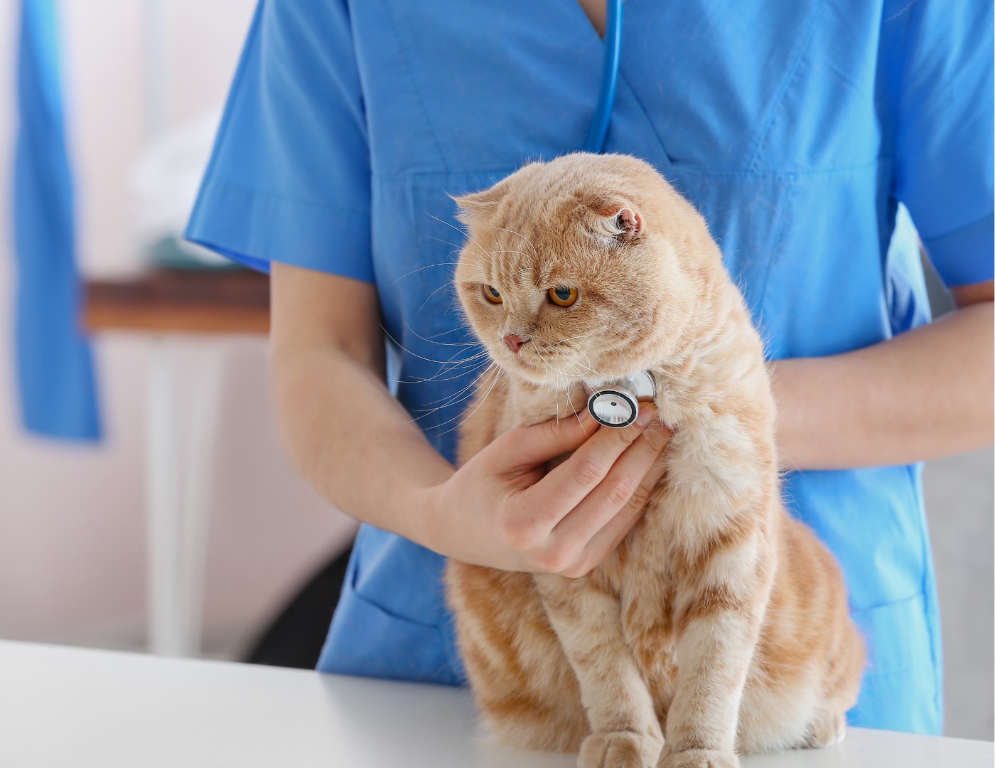 a veterinarian gently holds a cat