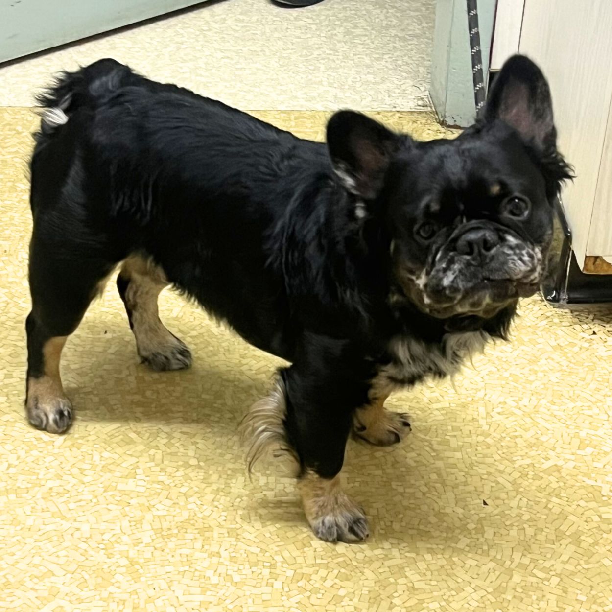 A  small black dog standing inside the veterinary clinic