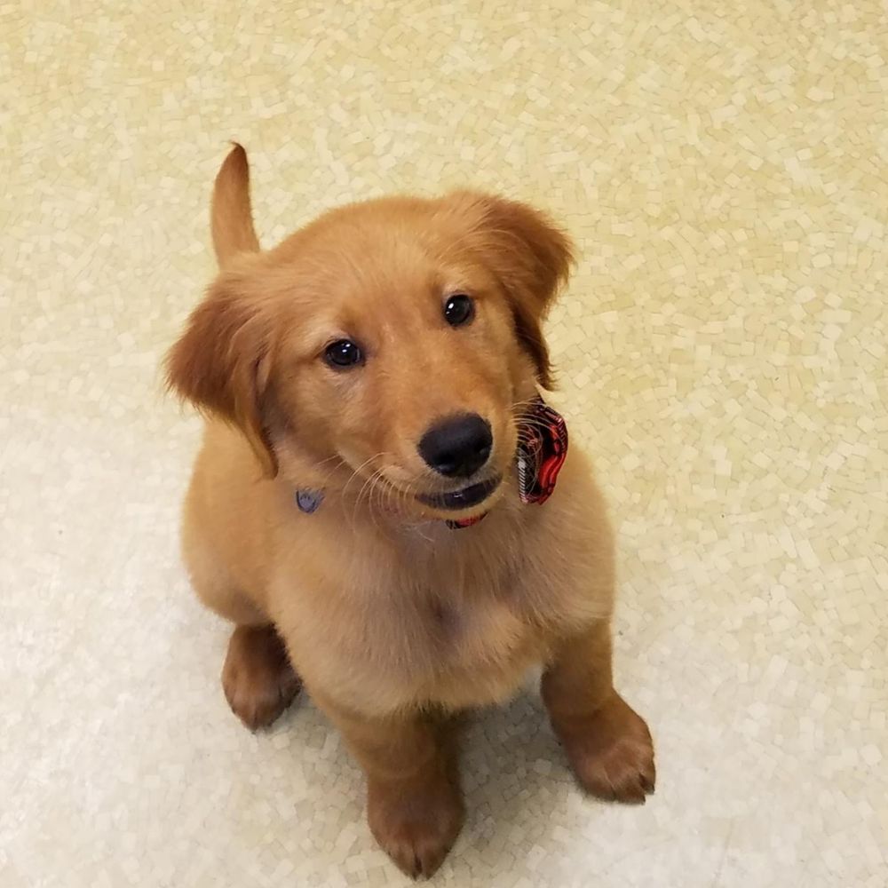 A brown dog sitting on the floor and looking up