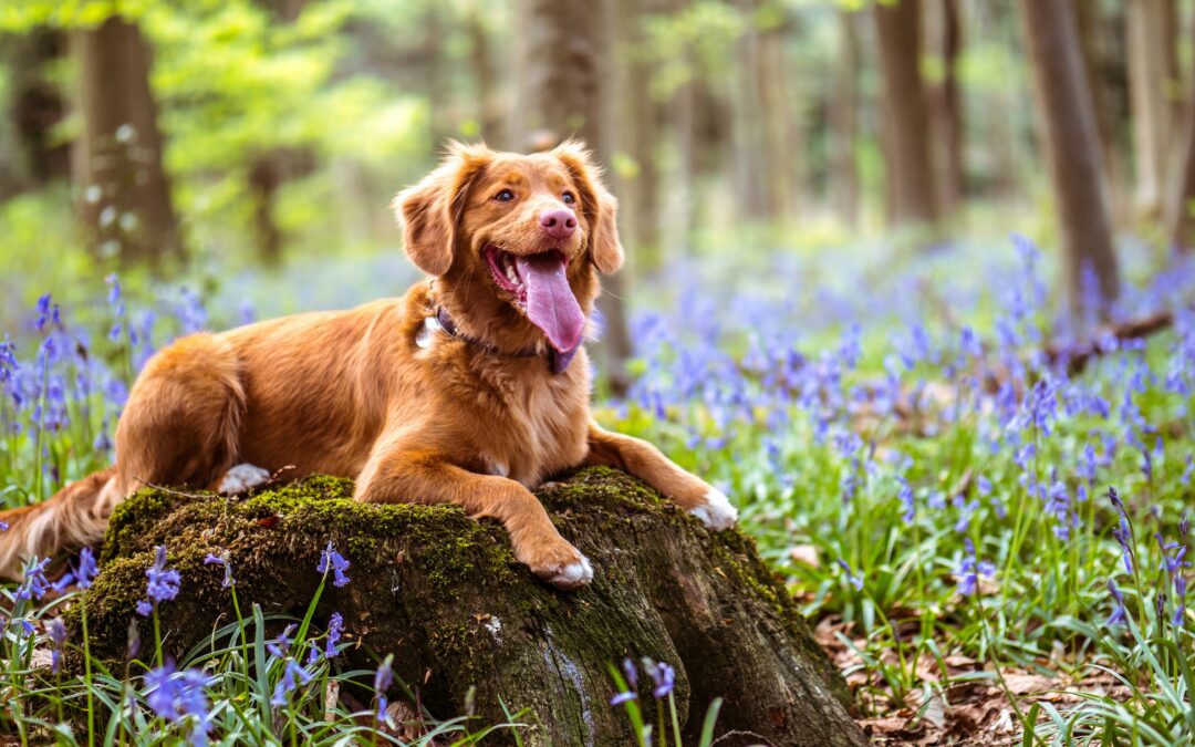 Pet Poison Prevention: Protecting Your Furry Friends from Common Hazards